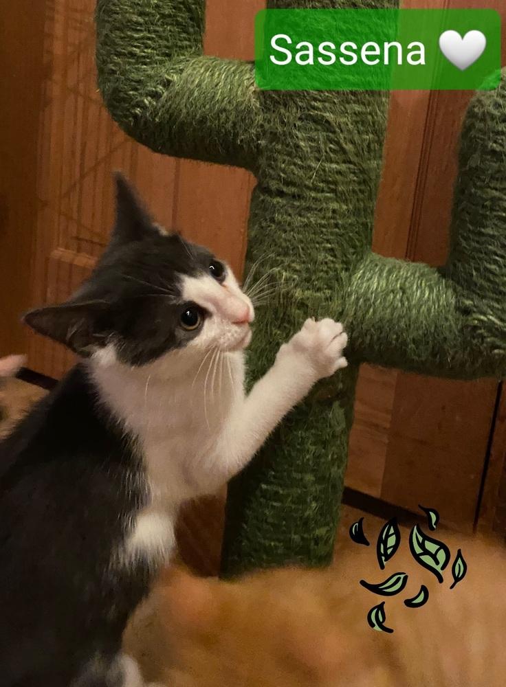 Enlarge Sassena, a Adopted Domestic Short Hair in Willingboro, NJ image 1/2