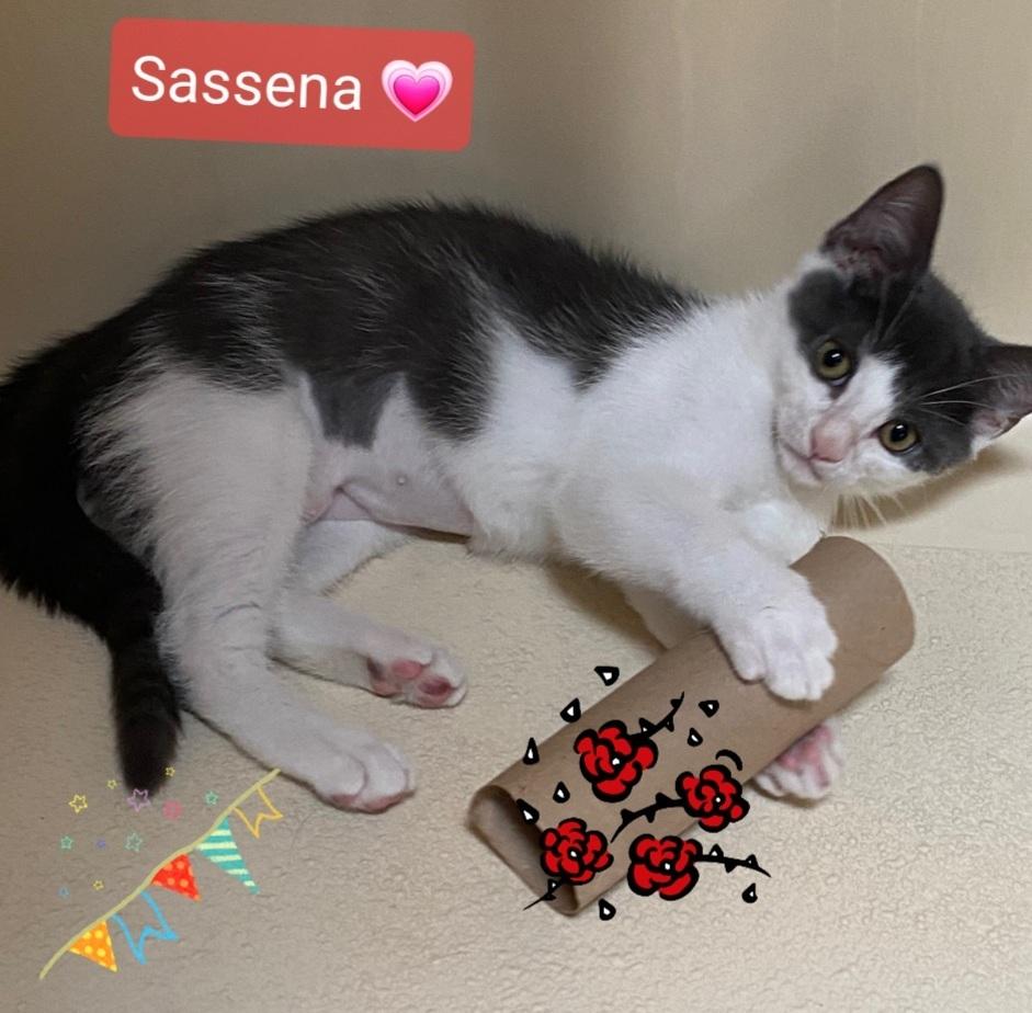Enlarge Sassena, a Adopted Domestic Short Hair in Willingboro, NJ image 2/2