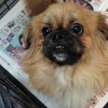 Wally, an adoptable Pekingese in Portsmouth, OH, 45662 | Photo Image 1