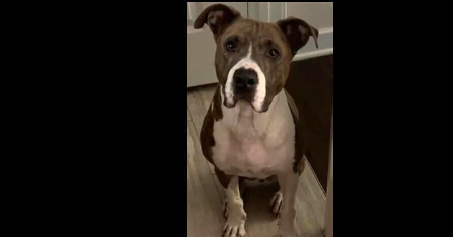 Ron, Adoptable, Adult Male Pit Bull Terrier.