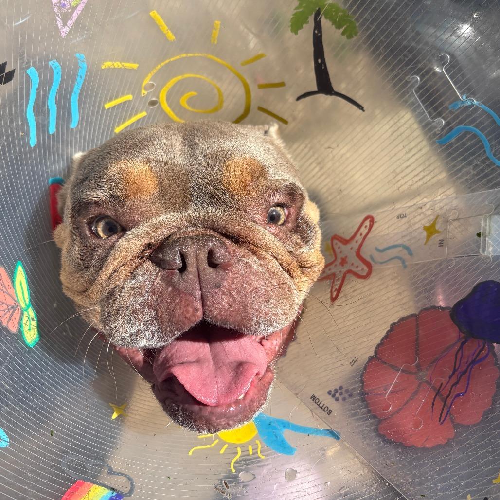 Ruby, Adoptable, Adult Female English Bulldog & Mixed Breed.