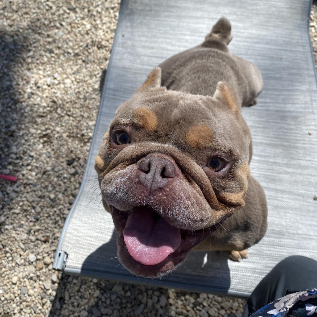 Ruby, a Adoptable mixed breed in Madison, WI image 2/5