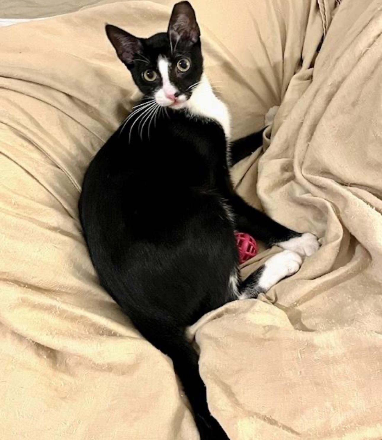 Enlarge Moonpie - the Bestest Boy!, an adopted Tuxedo in Boston, MA image 3/4