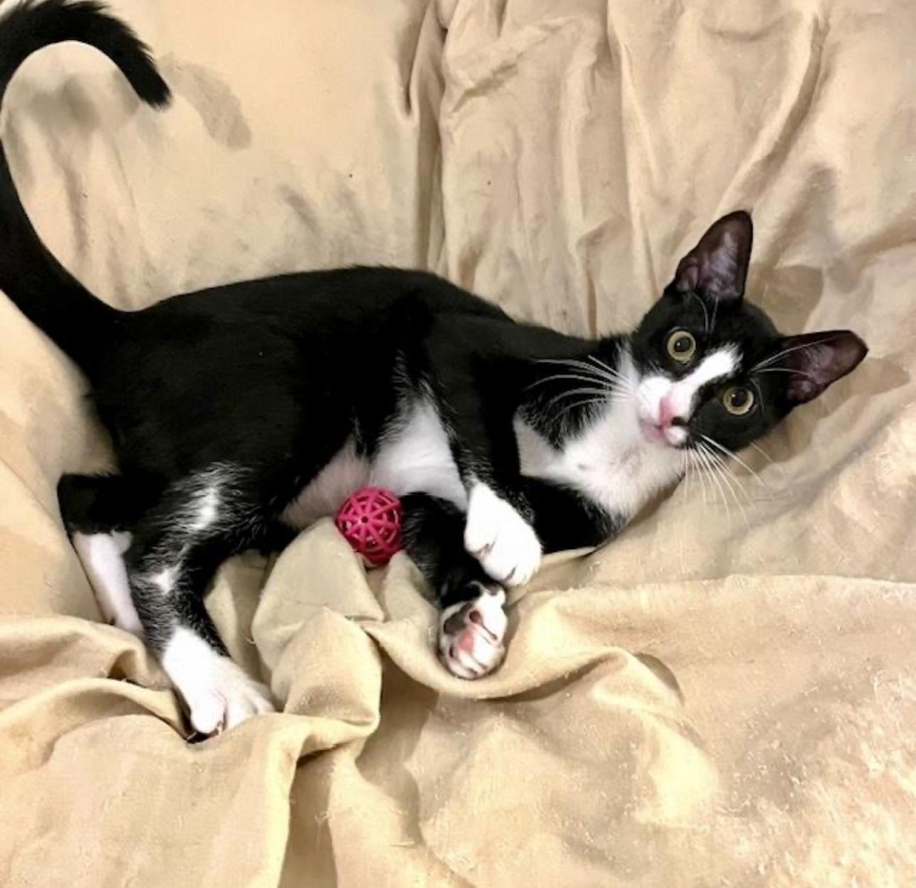 Enlarge Moonpie - the Bestest Boy!, an adopted Tuxedo in Boston, MA image 1/4