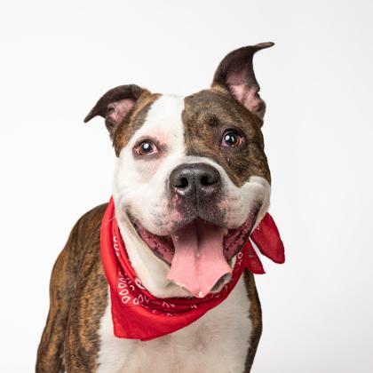 Kuzco, Adoptable, Adult Male Mixed Breed & Mixed Breed.