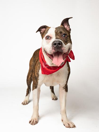 Kuzco, Adoptable, Adult Male Mixed Breed & Mixed Breed.