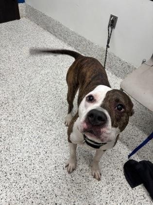 Kuzco, a Adoptable Mixed Breed in Atlanta, GA image 3/3