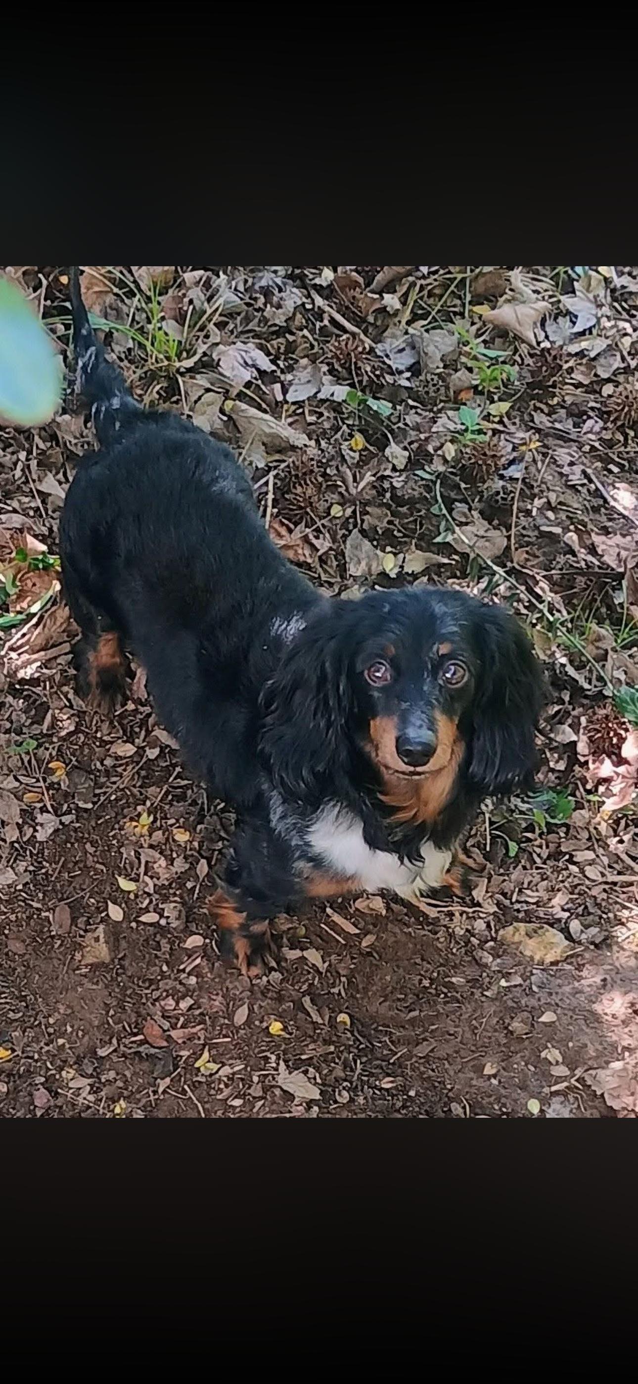 2148 Wes, adopted, Adult Male Dachshund.