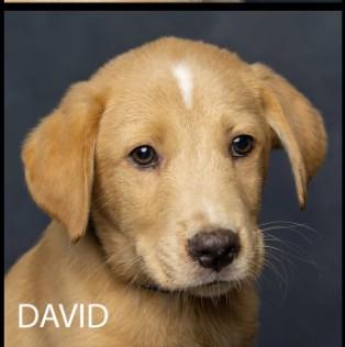 Enlarge David (Gypsy and the Parsonage Pups), a Adoptable Mixed Breed in Cullman, AL image 1/2