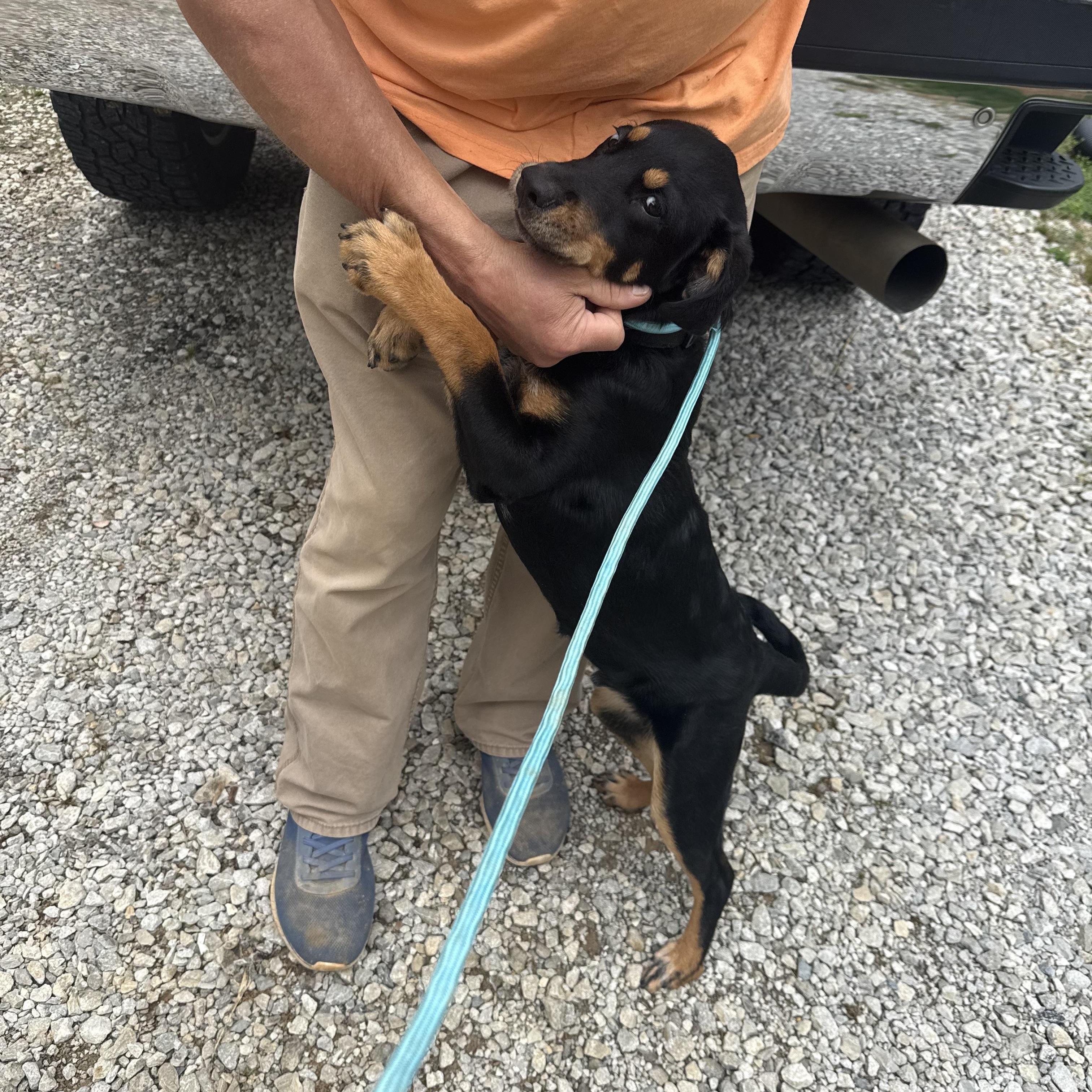 Jude Paw, an adopted mixed breed in Cordova, TN image 2/6