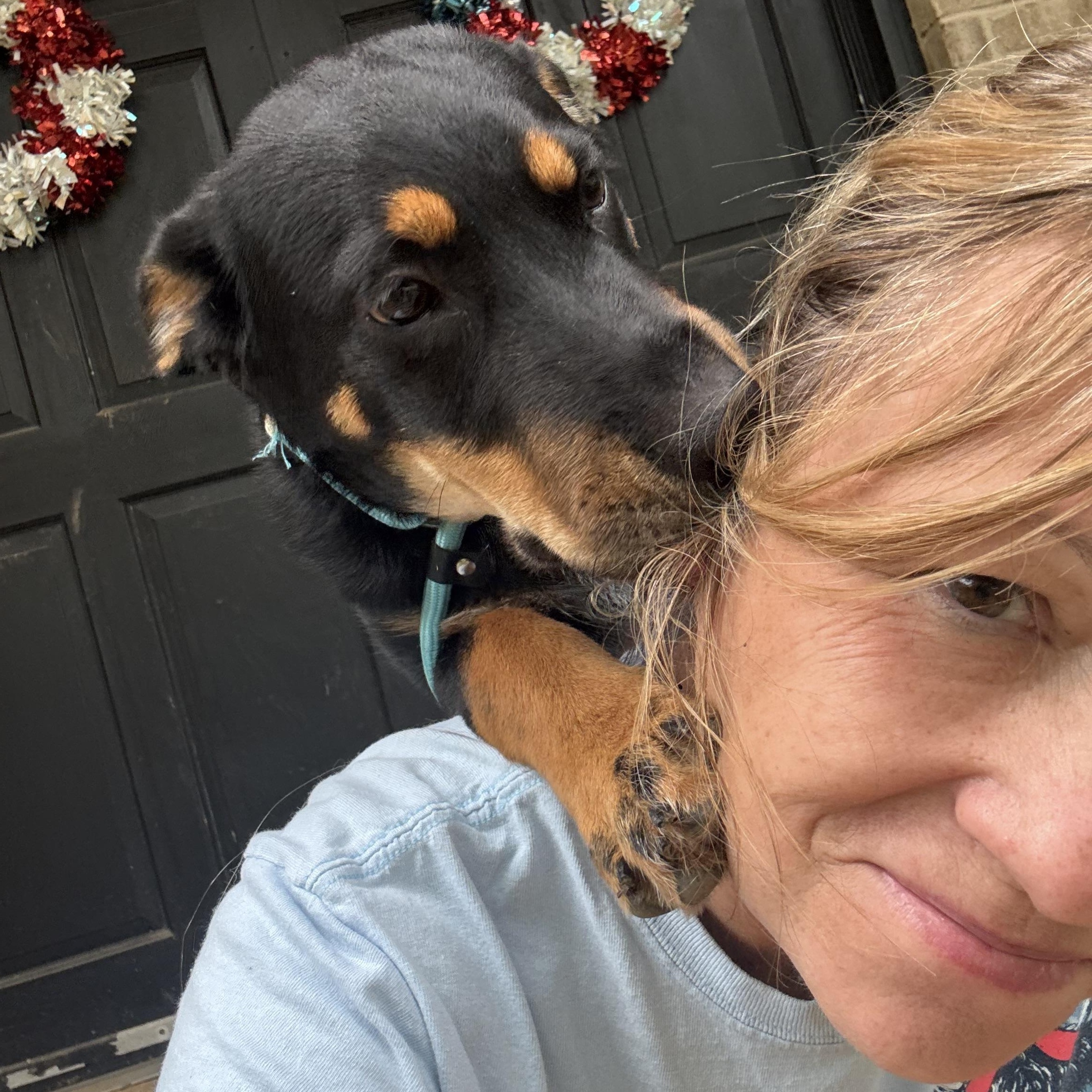 Jude Paw, an adopted mixed breed in Cordova, TN image 3/6