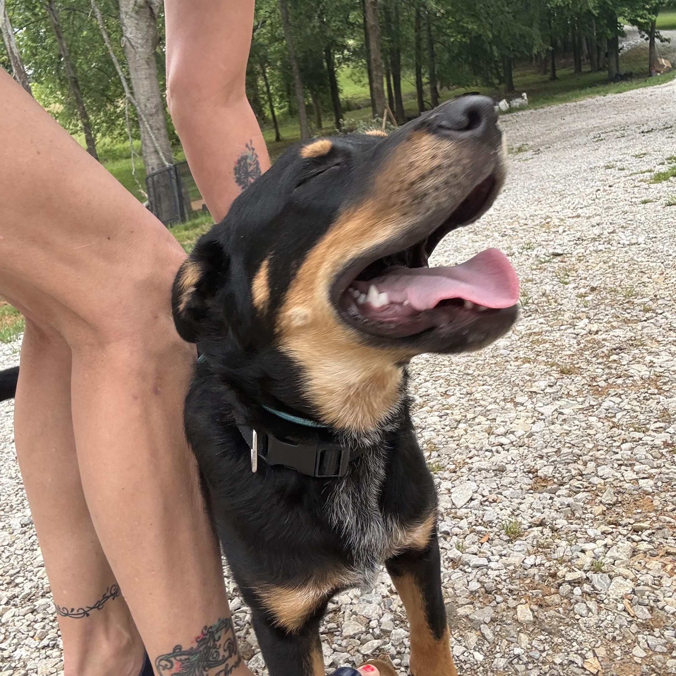 Jude Paw, an adopted mixed breed in Cordova, TN image 6/6
