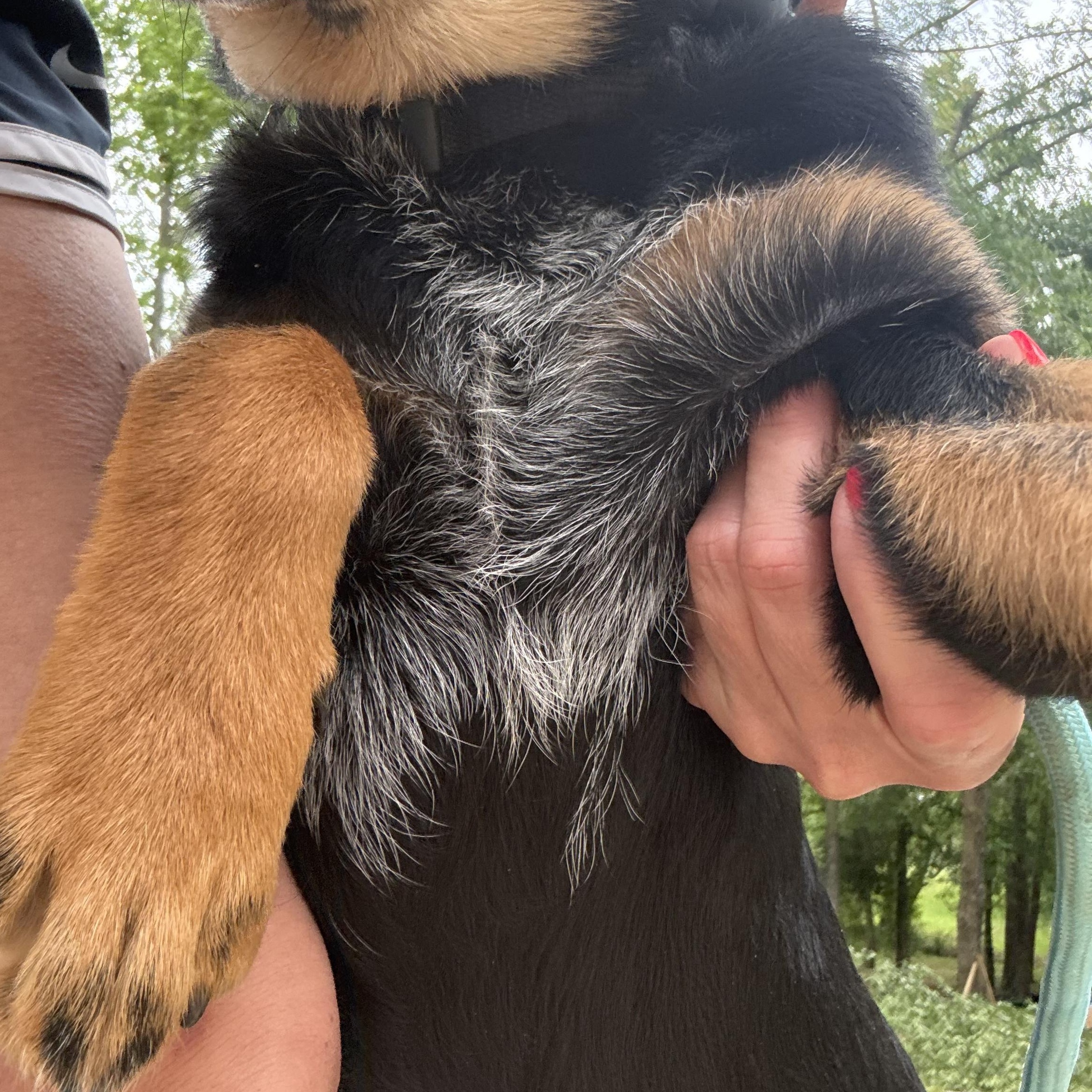 Jude Paw, an adopted mixed breed in Cordova, TN image 4/6