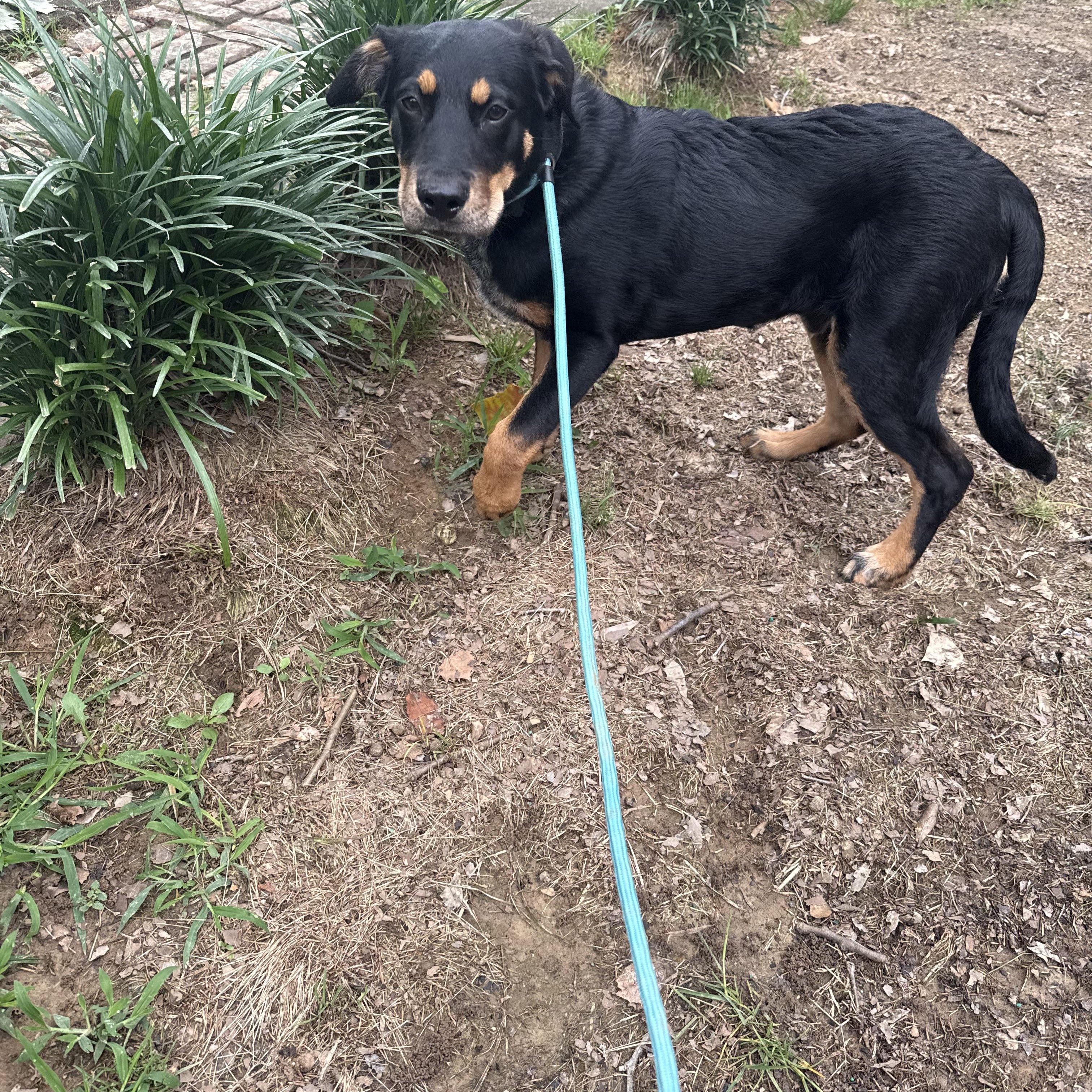 Jude Paw, an adopted mixed breed in Cordova, TN image 5/6