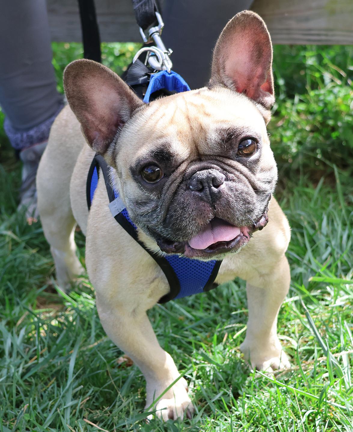 Nugget, Adoptable, Young Male French Bulldog.