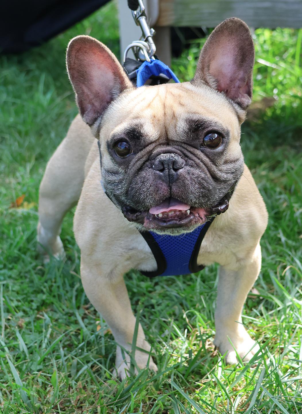 Enlarge Nugget, a Adoptable French Bulldog in Harrison, NY image 2/5