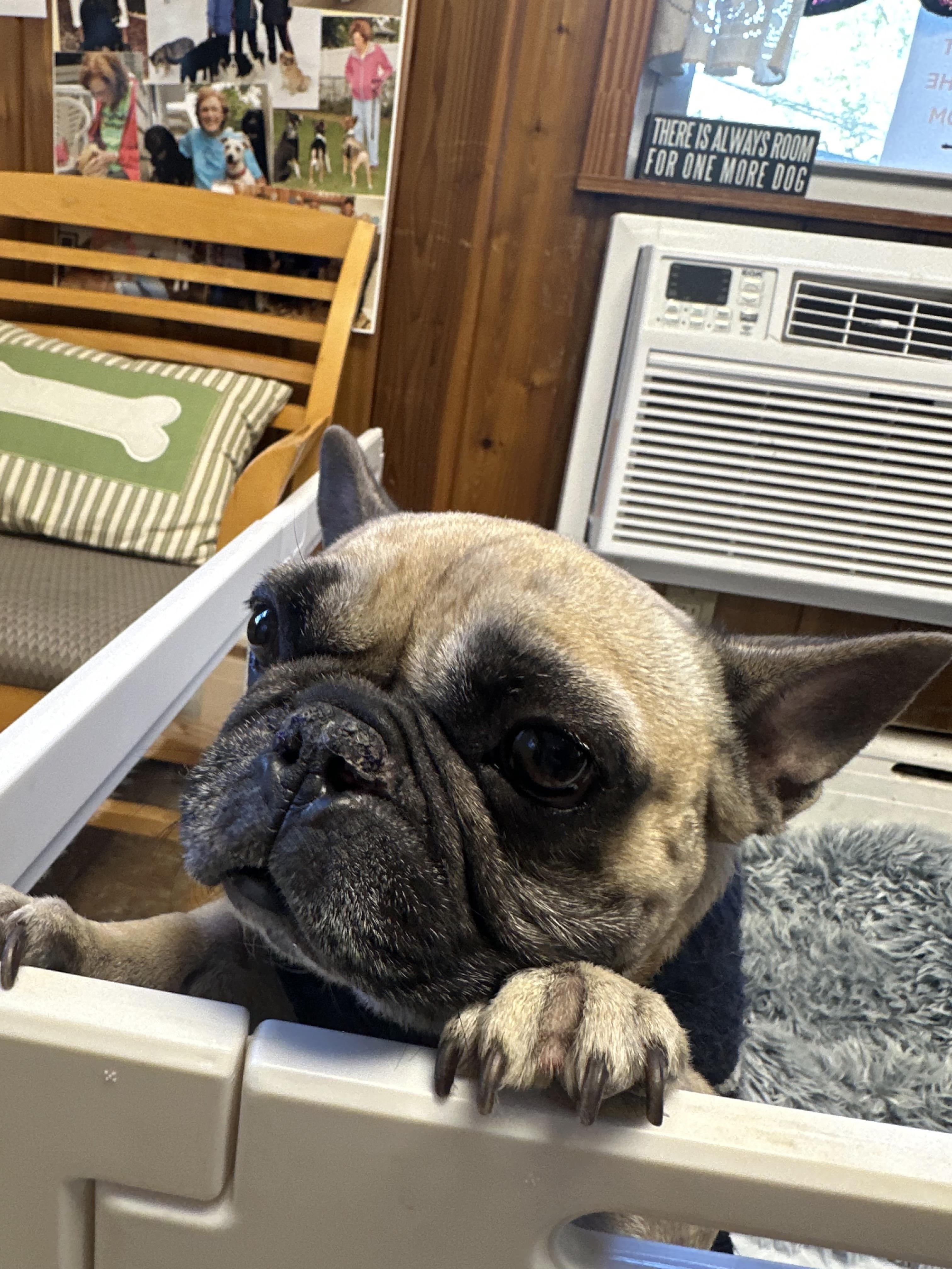 Enlarge Nugget, a Adoptable French Bulldog in Harrison, NY image 3/5