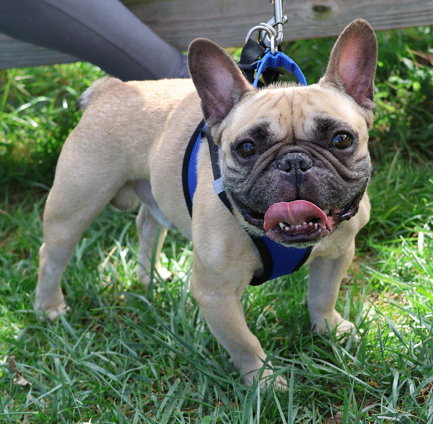 Enlarge Nugget, a Adoptable French Bulldog in Harrison, NY image 4/5