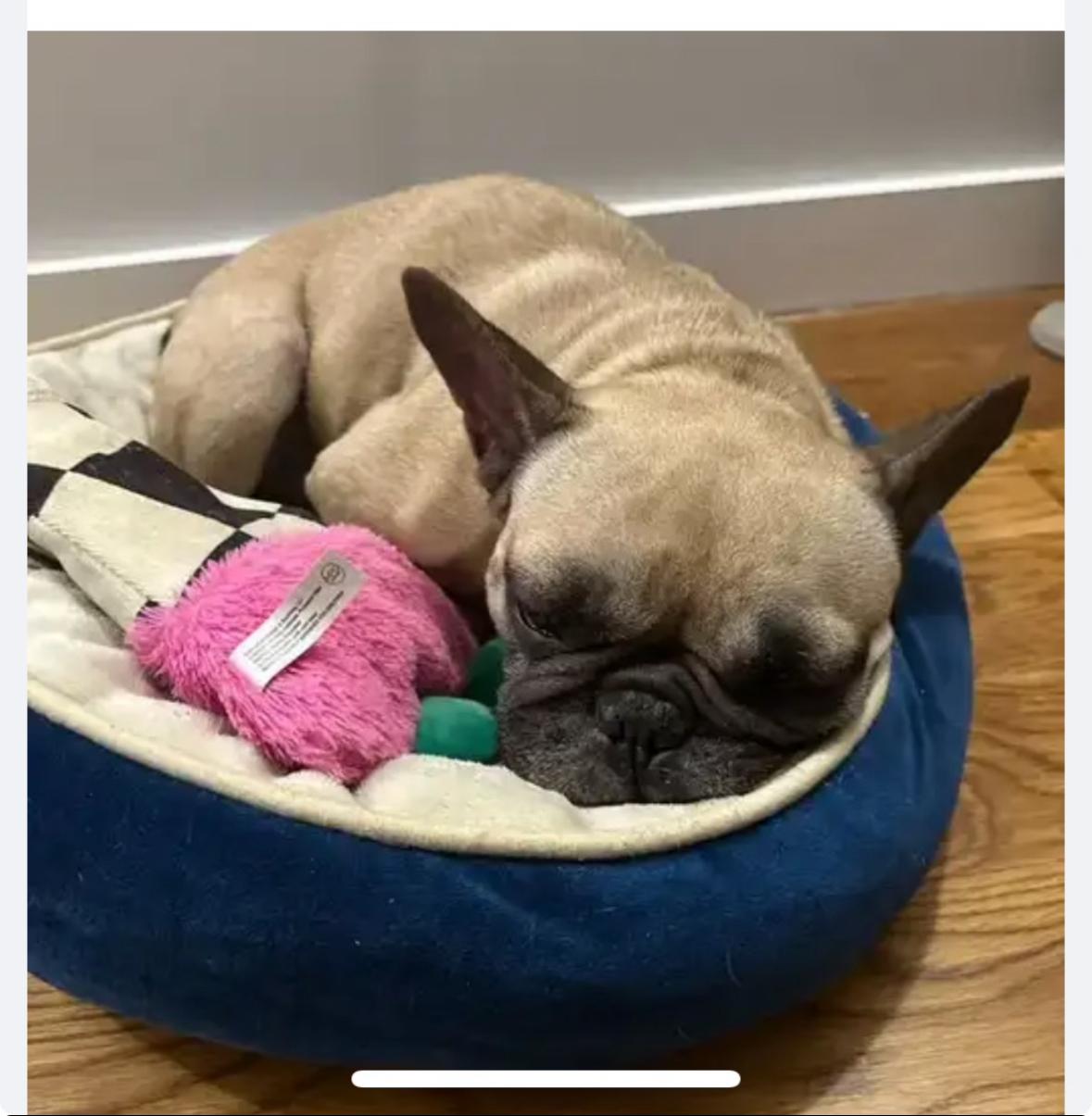 Enlarge Nugget, a Adoptable French Bulldog in Harrison, NY image 5/5