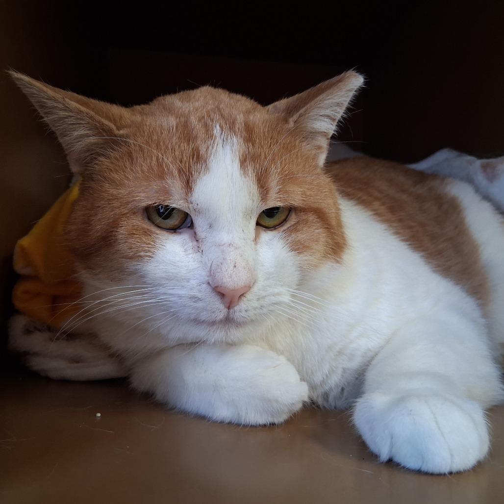 Hoodoo, Adoptable, Adult Male Domestic Short Hair.