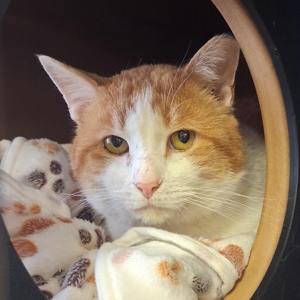 Enlarge Hoodoo, a Adoptable Domestic Short Hair in Middlebury, VT image 2/5