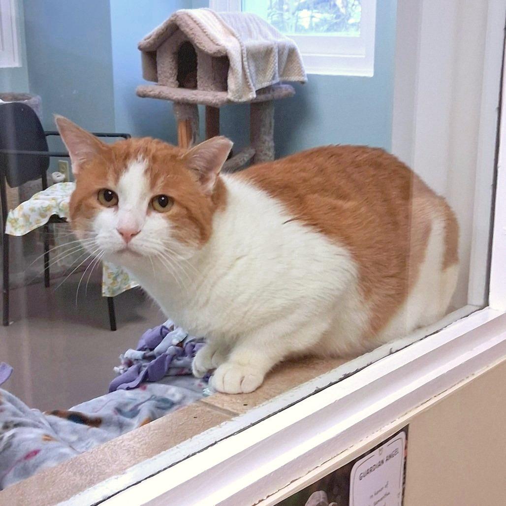 Hoodoo, Adoptable, Adult Male Domestic Short Hair.