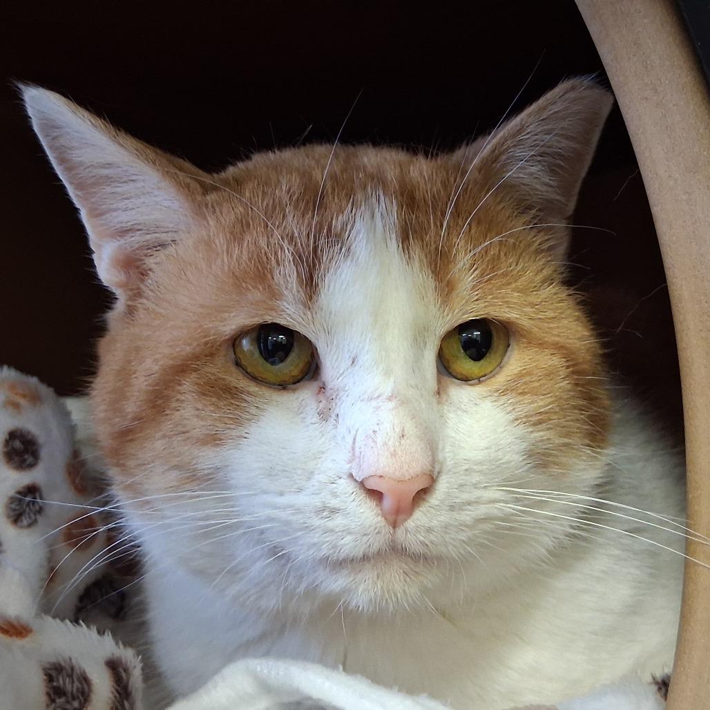 Enlarge Hoodoo, a Adoptable Domestic Short Hair in Middlebury, VT image 3/5