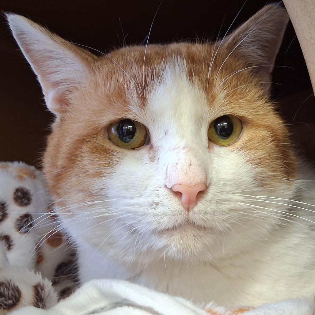 Enlarge Hoodoo, a Adoptable Domestic Short Hair in Middlebury, VT image 4/5