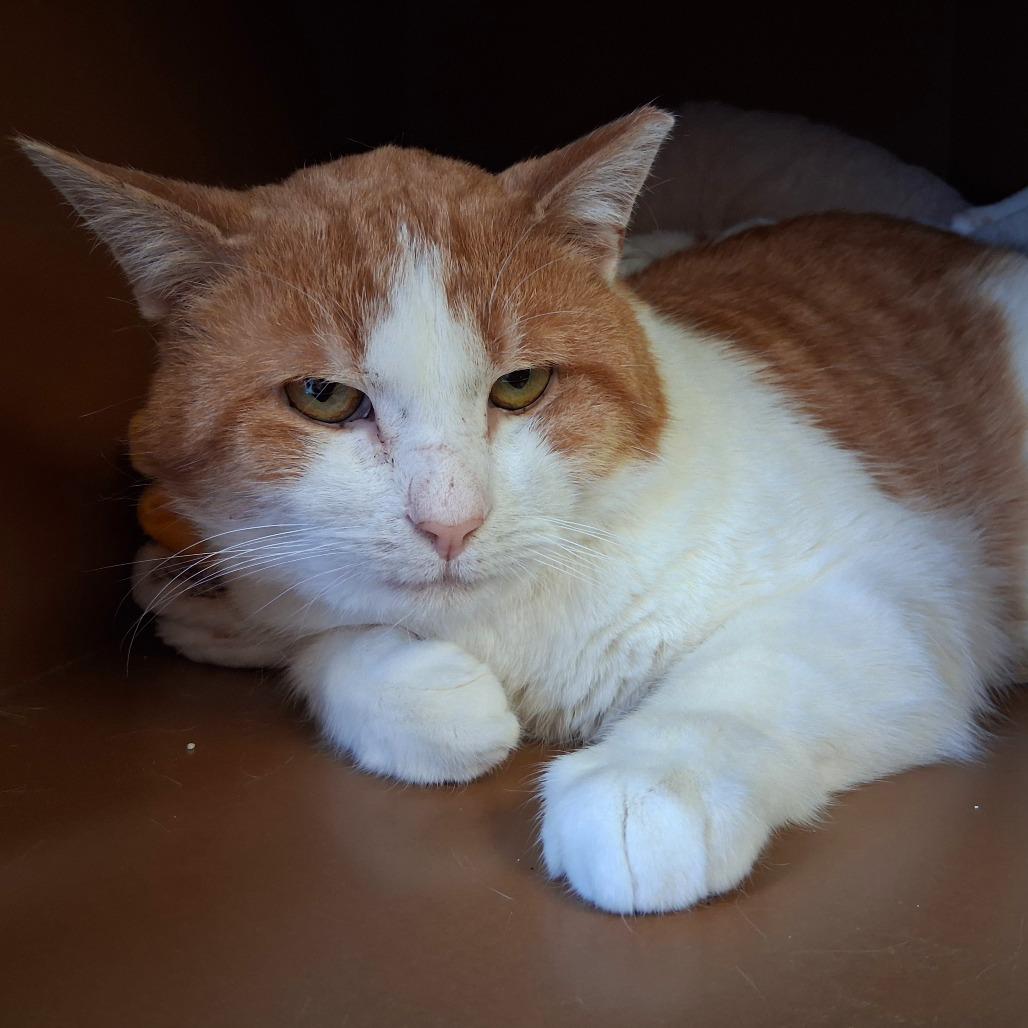 Enlarge Hoodoo, a Adoptable Domestic Short Hair in Middlebury, VT image 5/5