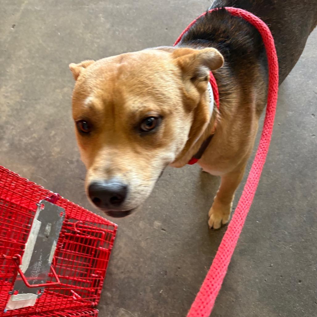 Daeron — thumbnail 2