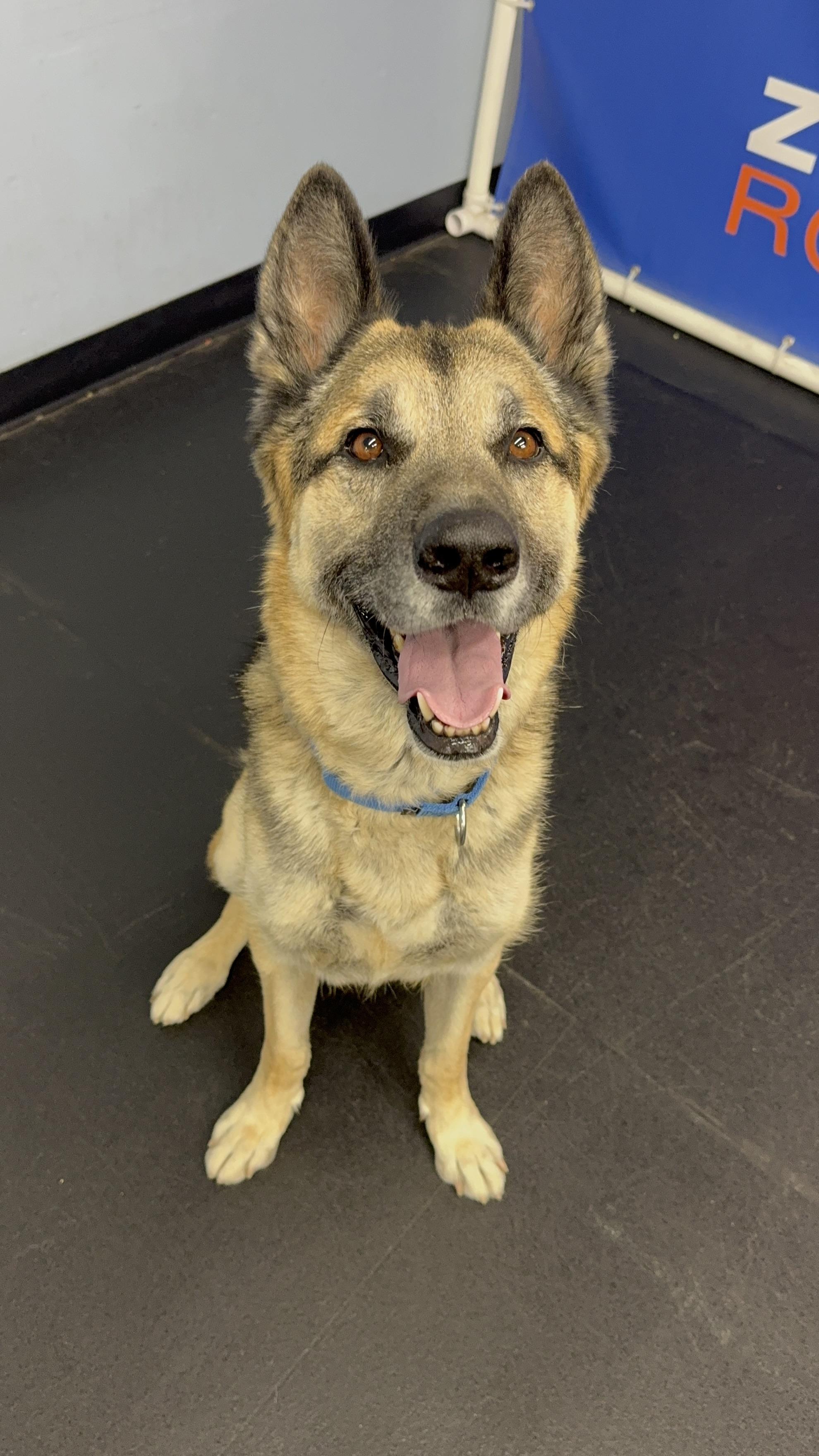 Anakin, Adopted, Adult Male German Shepherd Dog.