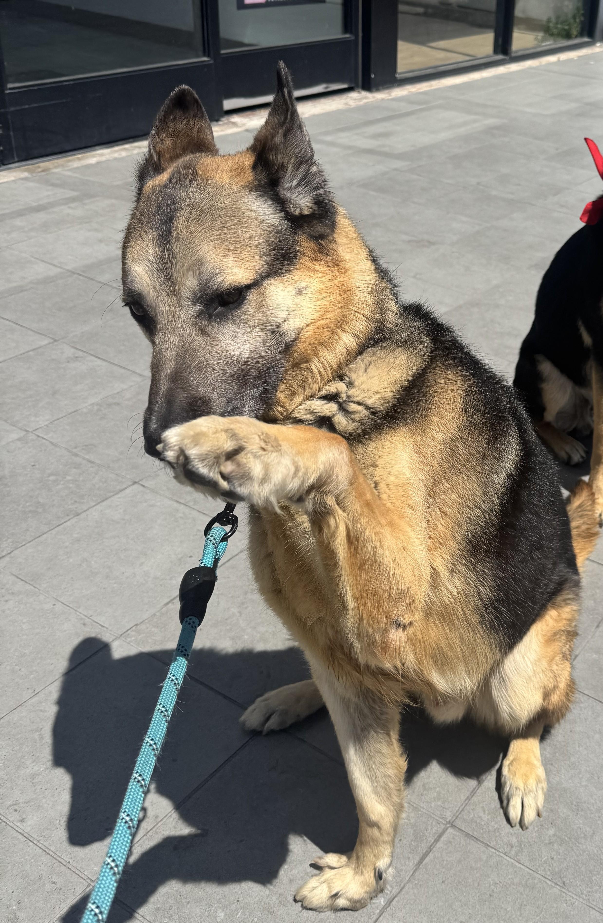 Enlarge Anakin, a Adopted German Shepherd Dog in Marina del Rey, CA image 2/6