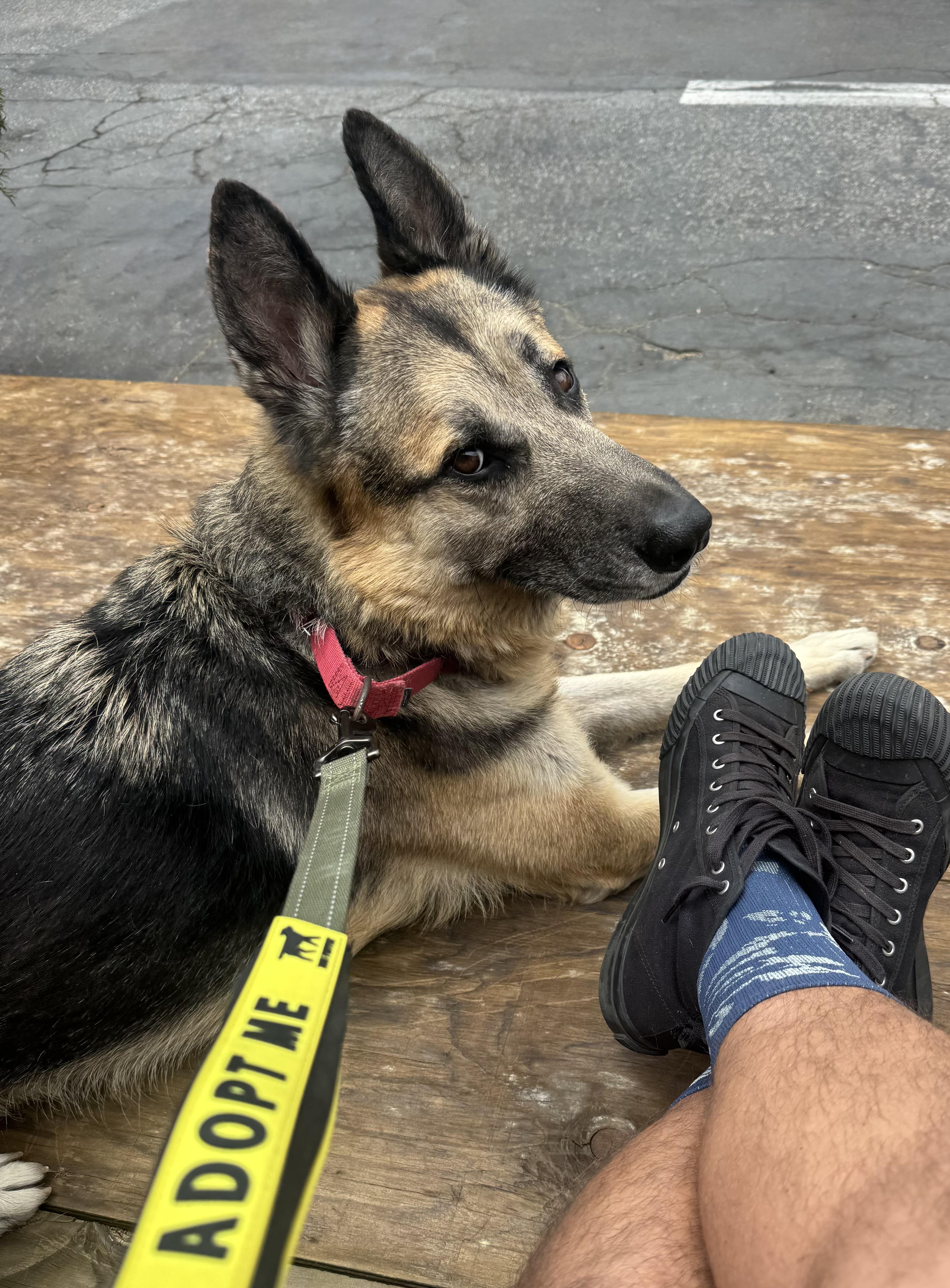 Enlarge Anakin, a Adopted German Shepherd Dog in Marina del Rey, CA image 4/6