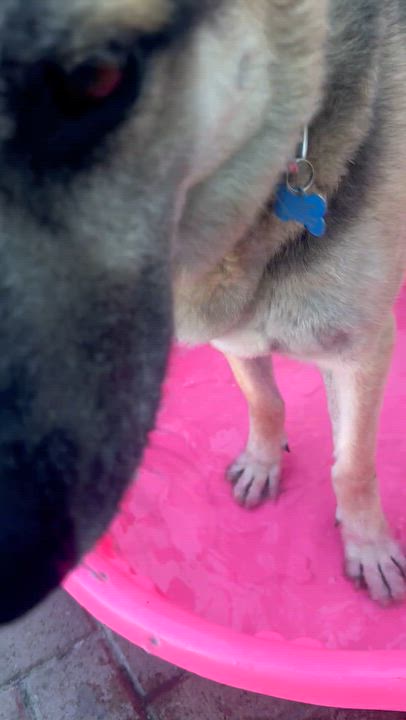 Enlarge Anakin, a Adopted German Shepherd Dog in Marina del Rey, CA video 3/6