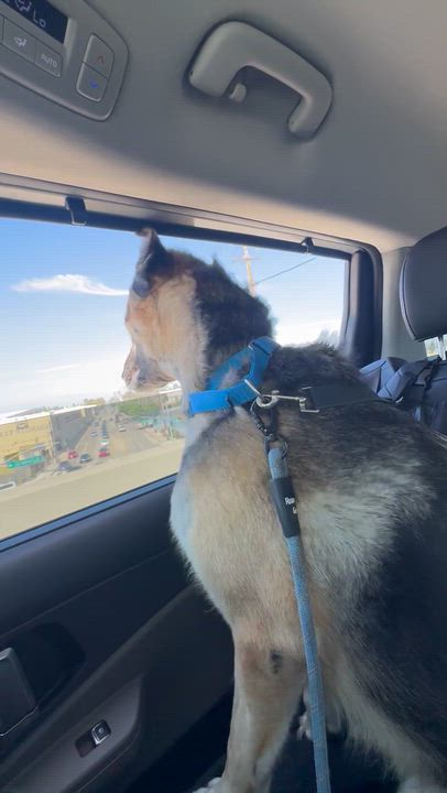 Enlarge Anakin, a Adopted German Shepherd Dog in Marina del Rey, CA video 6/6