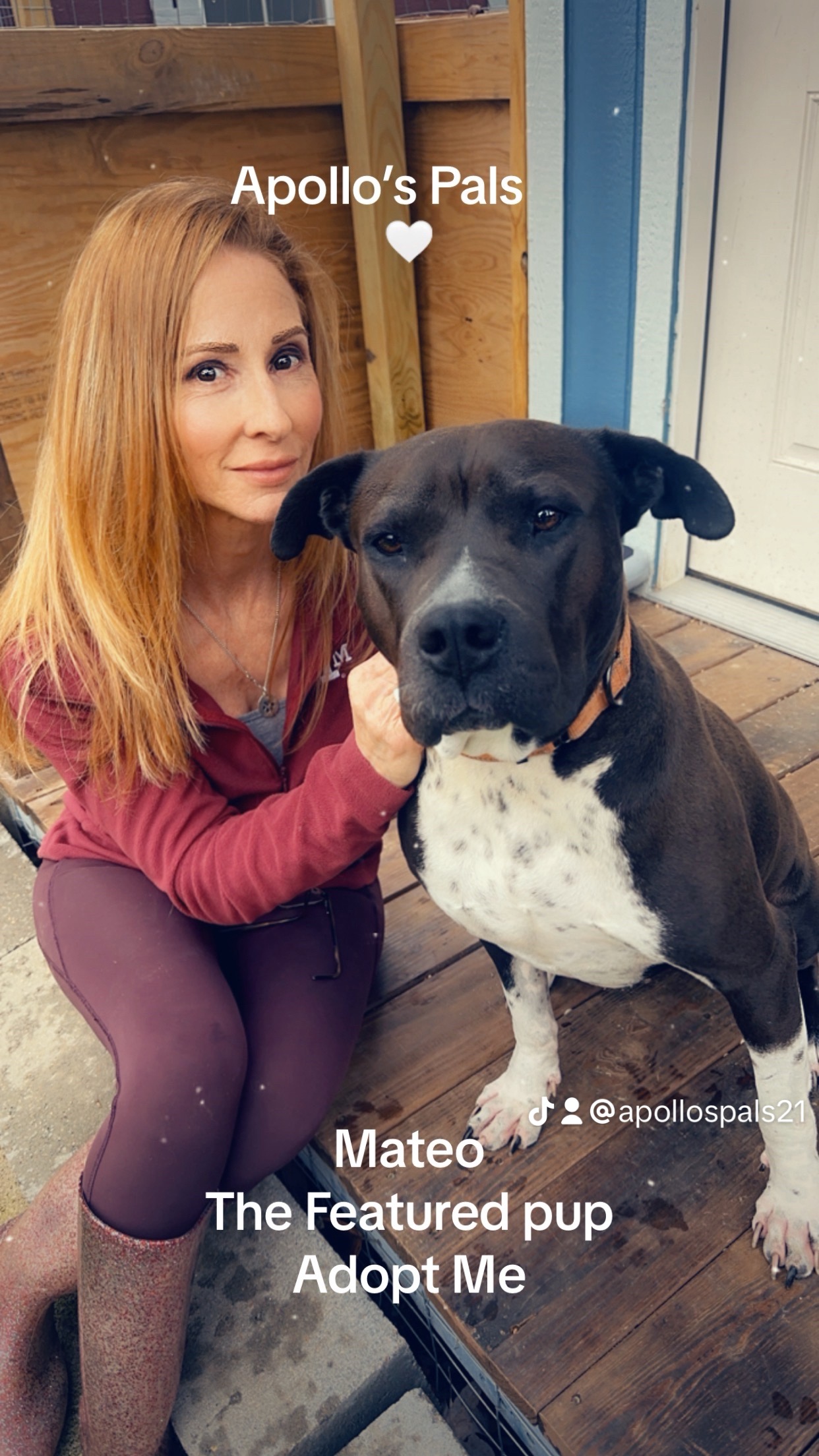 Mateo, Adoptable, Adult Male Pit Bull Terrier & Boxer.