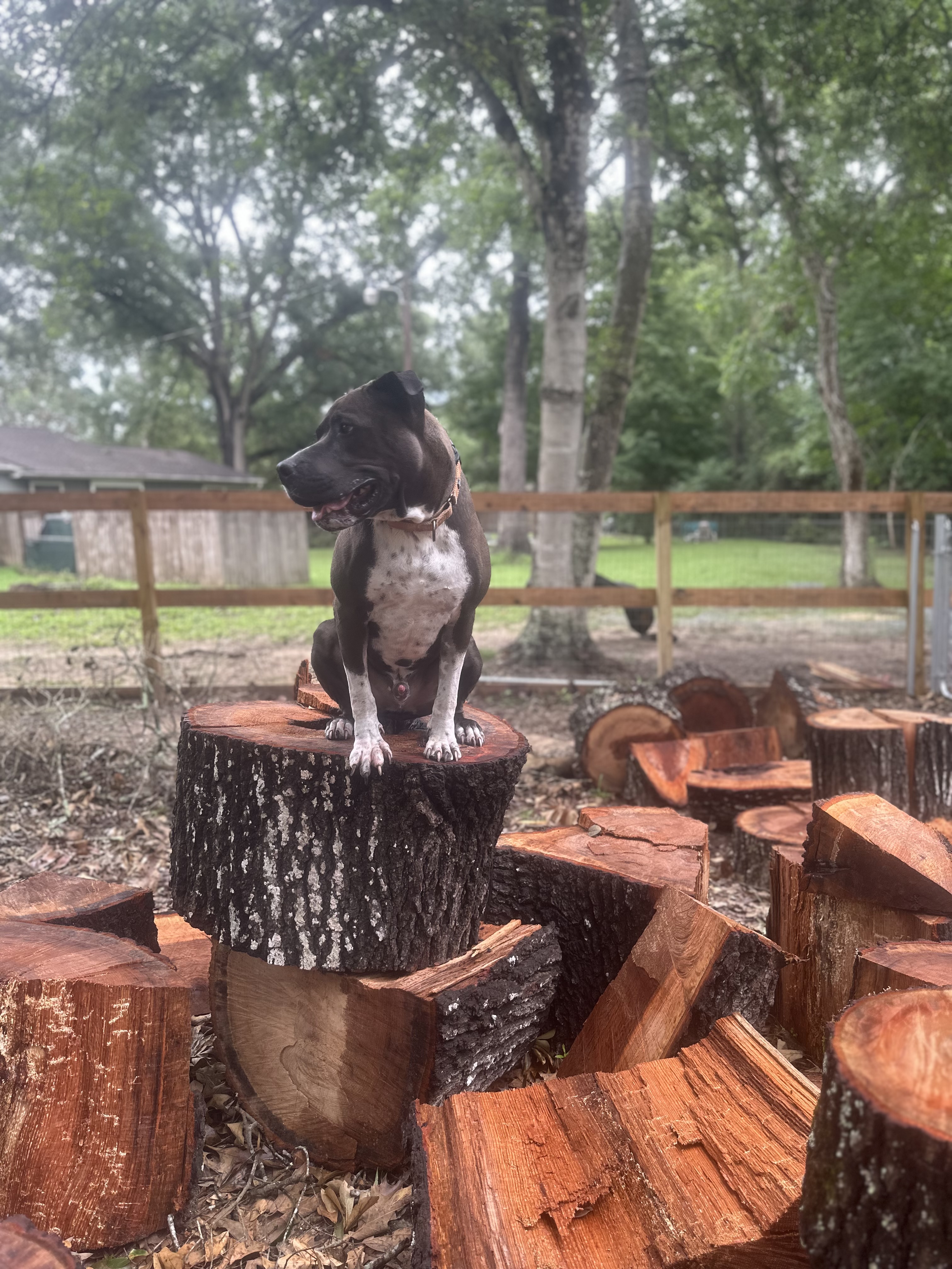 Mateo, a Adoptable mixed breed in Conroe, TX image 3/6