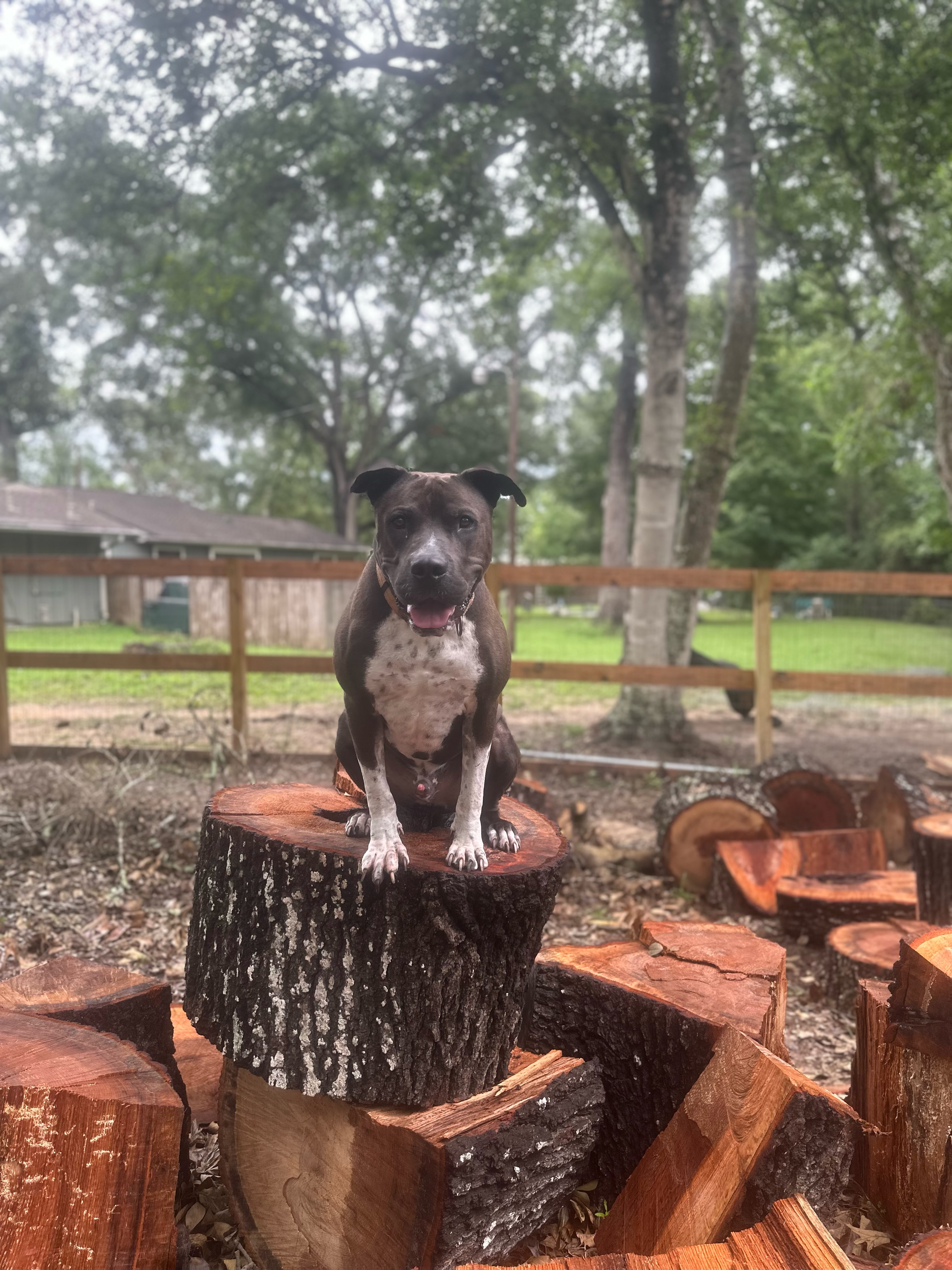 Mateo, a Adoptable mixed breed in Conroe, TX image 4/6