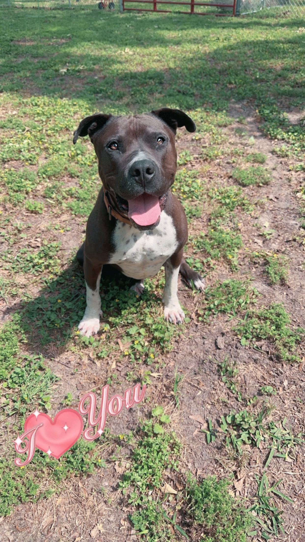 Mateo, a Adoptable mixed breed in Conroe, TX image 6/6