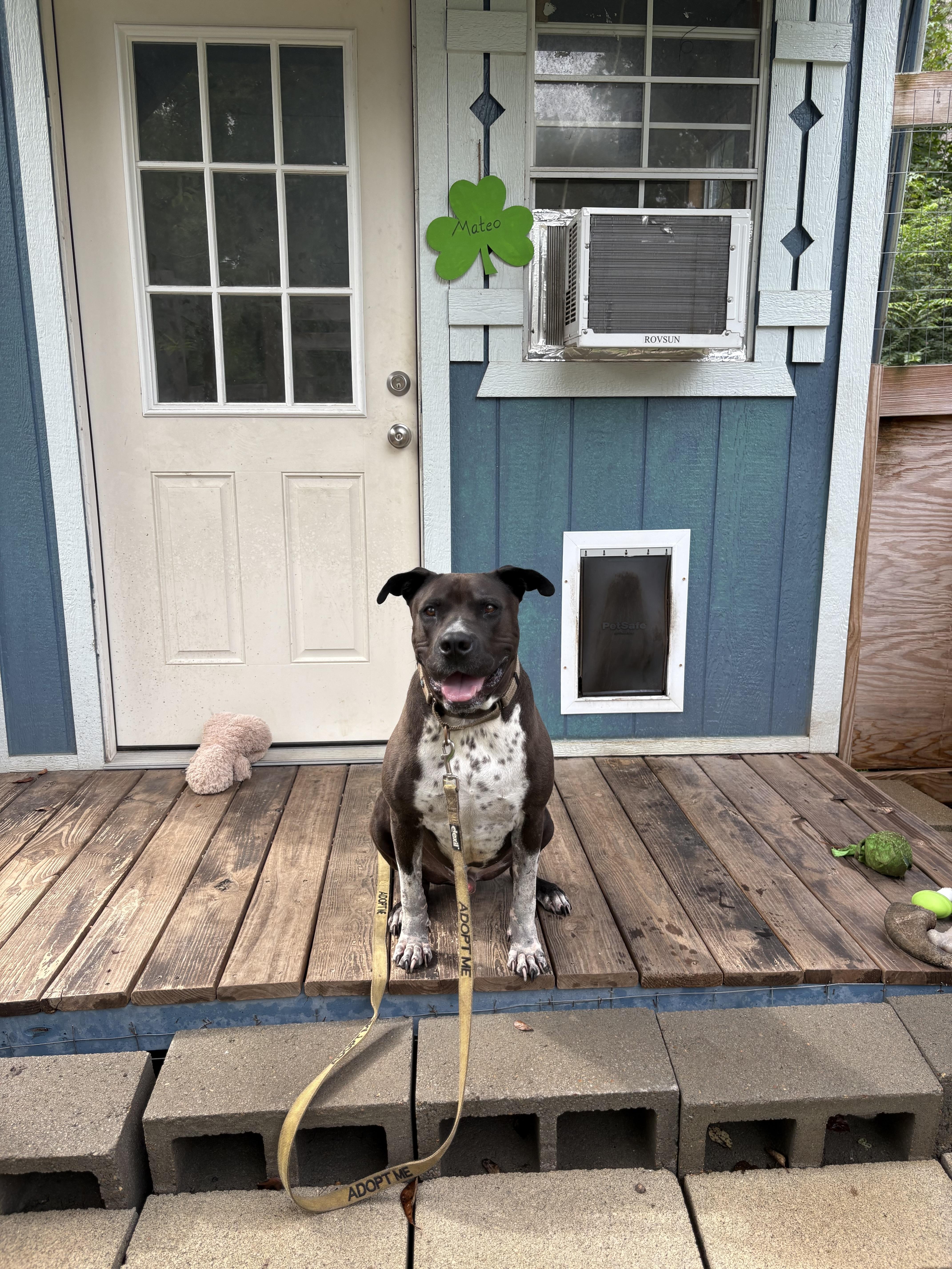 Mateo, Adoptable, Adult Male Pit Bull Terrier & Boxer.