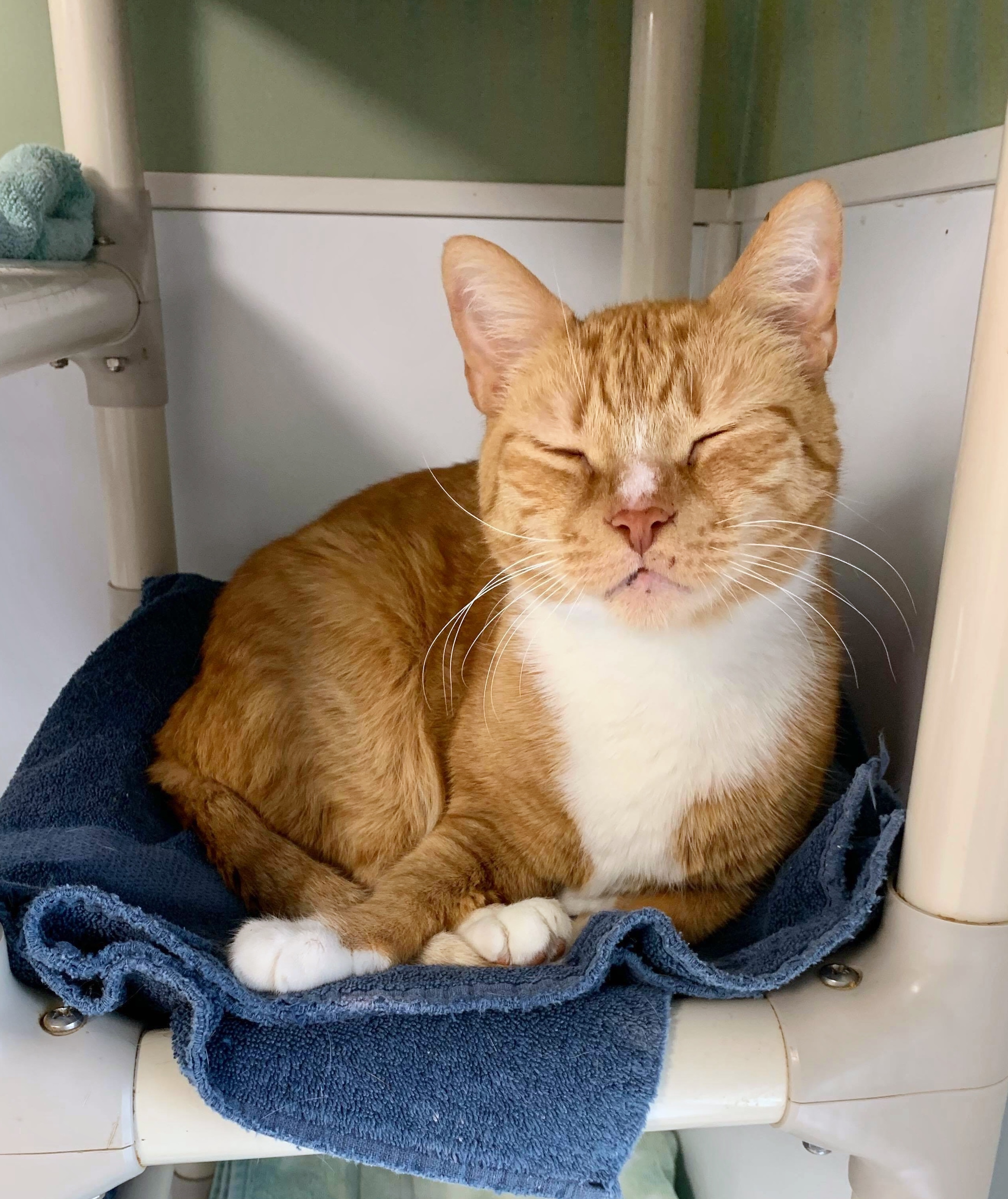 Mittens, Senior Male unknown