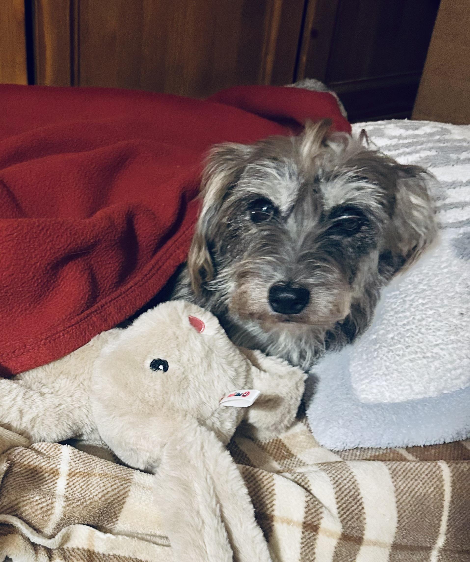 Enlarge Sweet Gentle Nana , a ADOPTABLE mixed breed in Nanuet, NY image 2/6