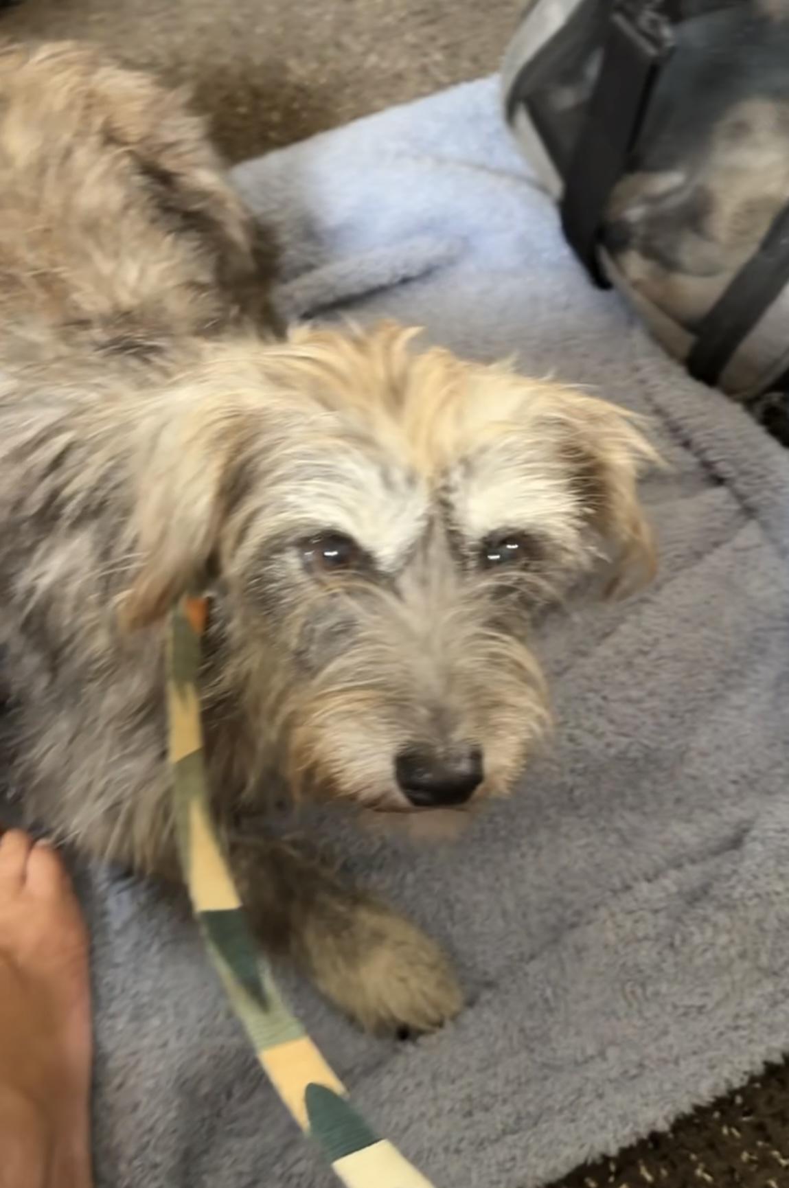 Enlarge Sweet Gentle Nana , a ADOPTABLE mixed breed in Nanuet, NY image 6/6