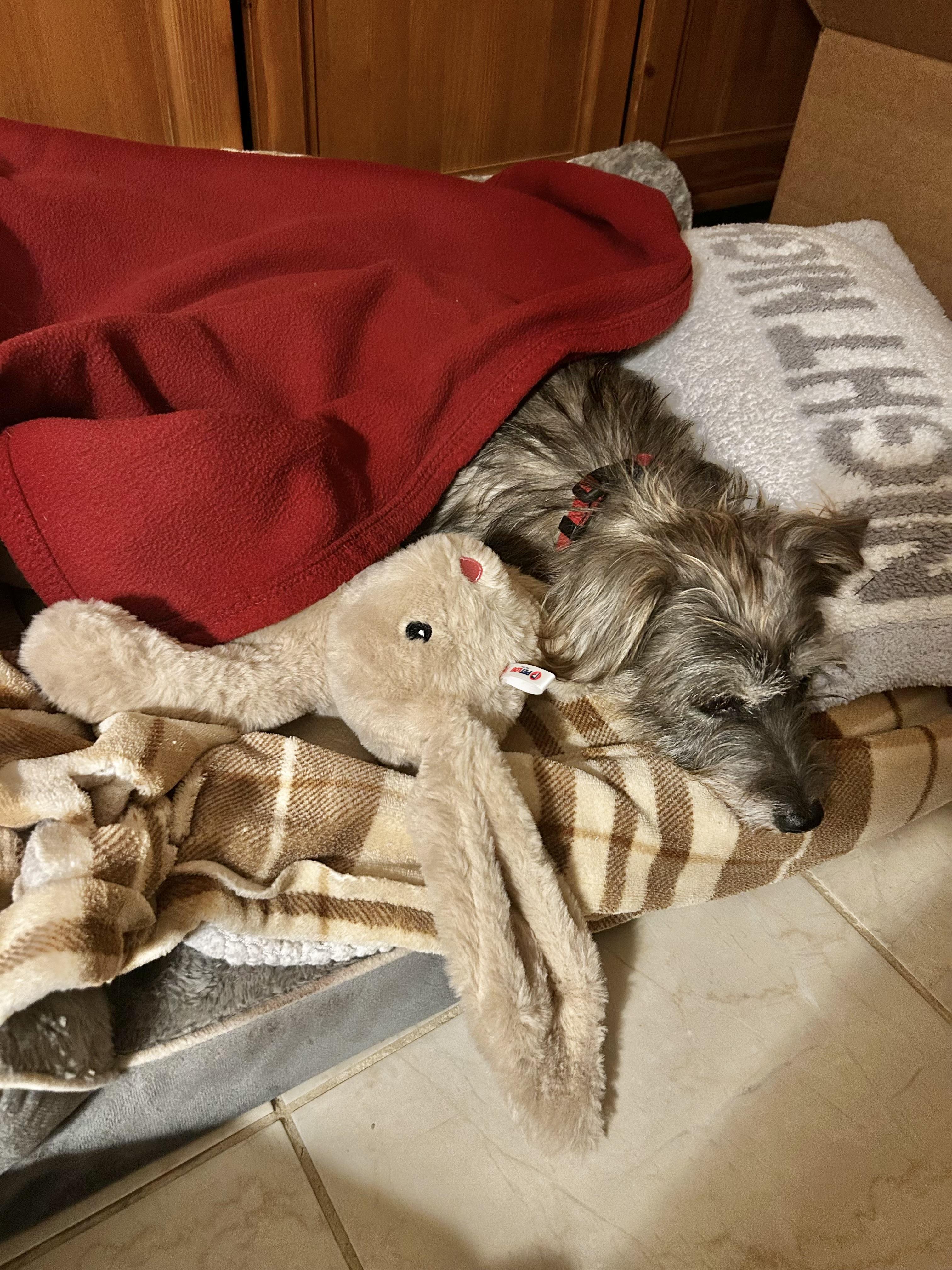 Enlarge Sweet Gentle Nana , a ADOPTABLE mixed breed in Nanuet, NY image 4/6