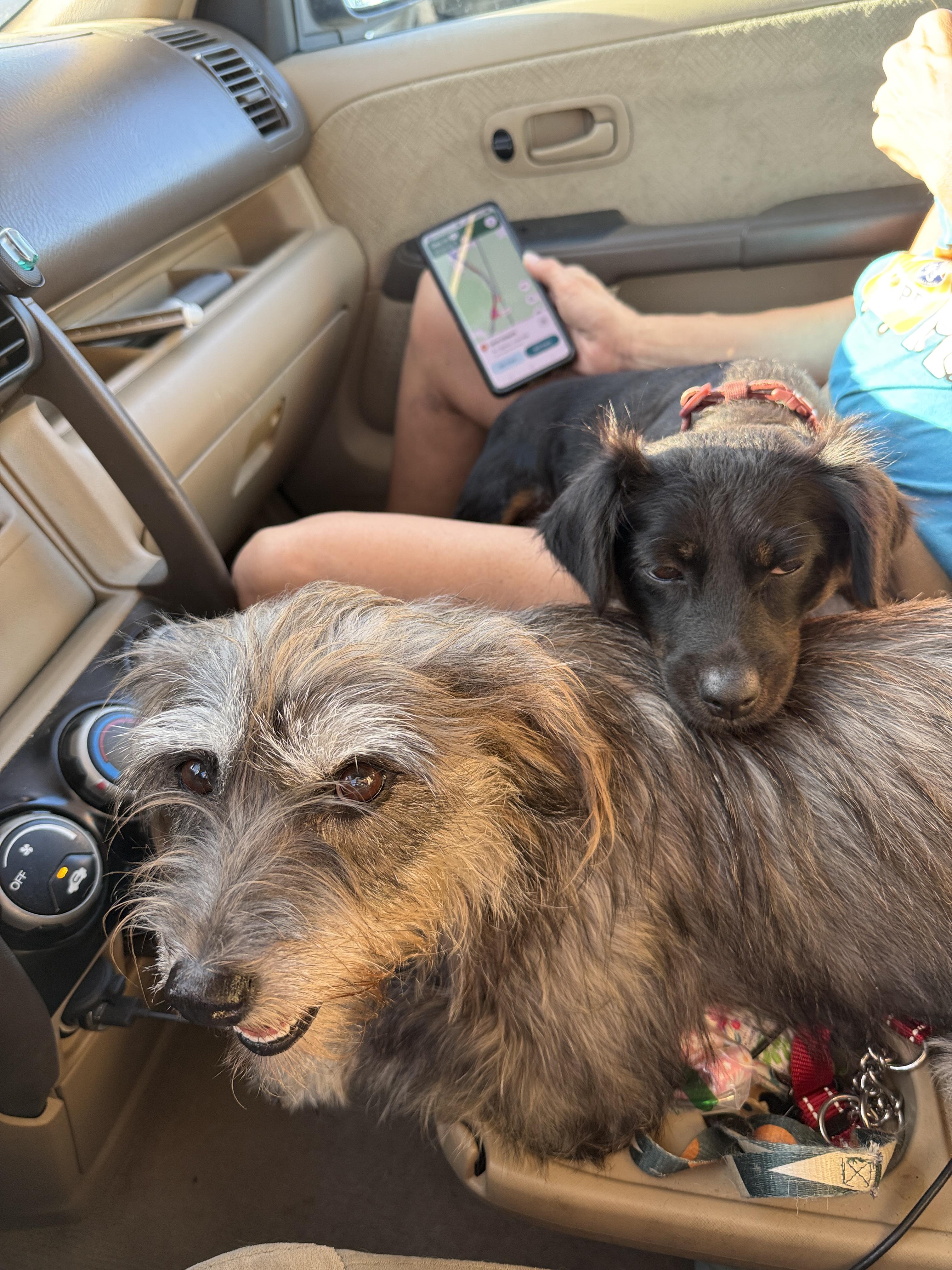 Enlarge Sweet Gentle Nana , a ADOPTABLE mixed breed in Nanuet, NY image 3/6