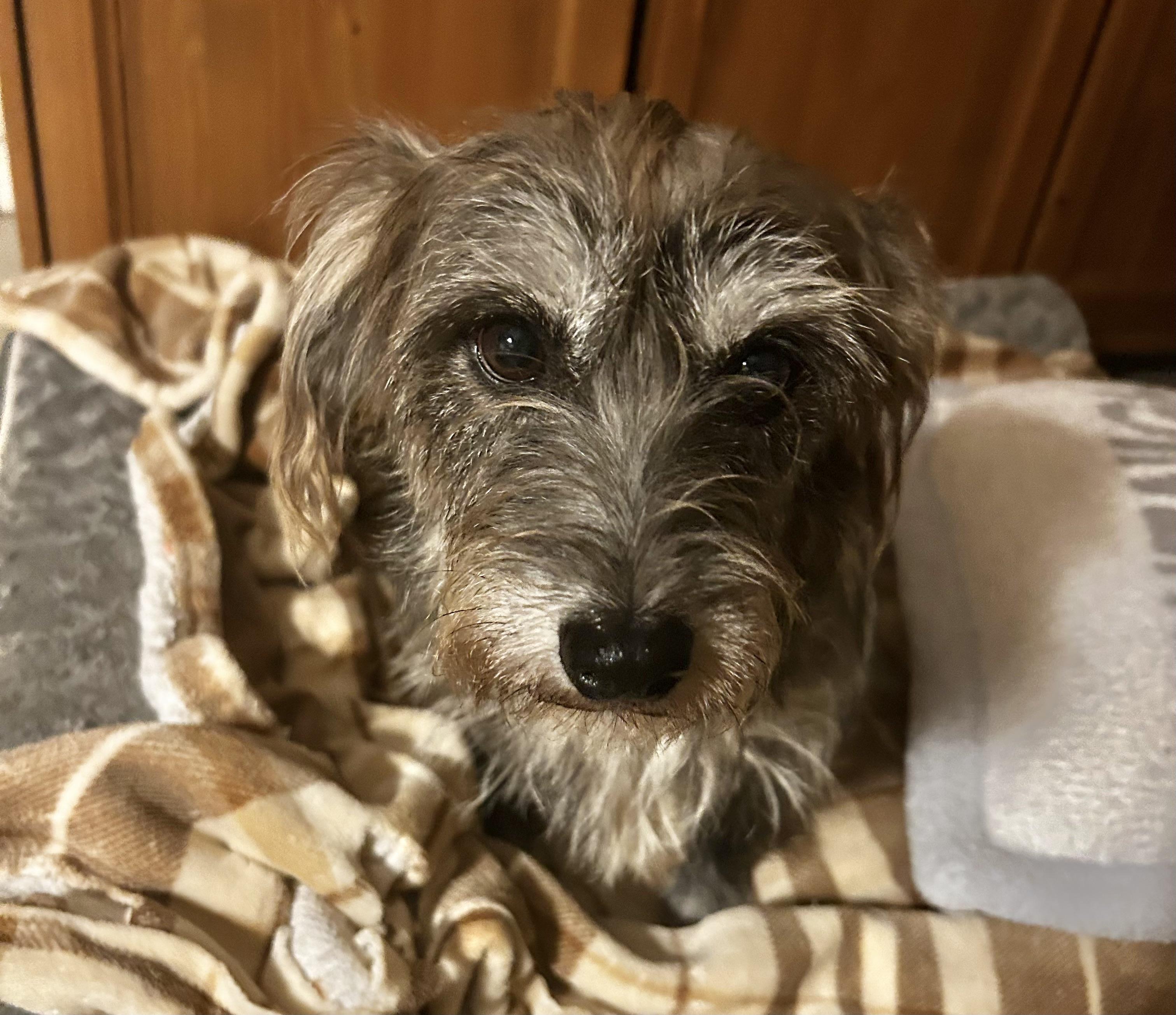 Enlarge Sweet Gentle Nana , a ADOPTABLE mixed breed in Nanuet, NY image 5/6