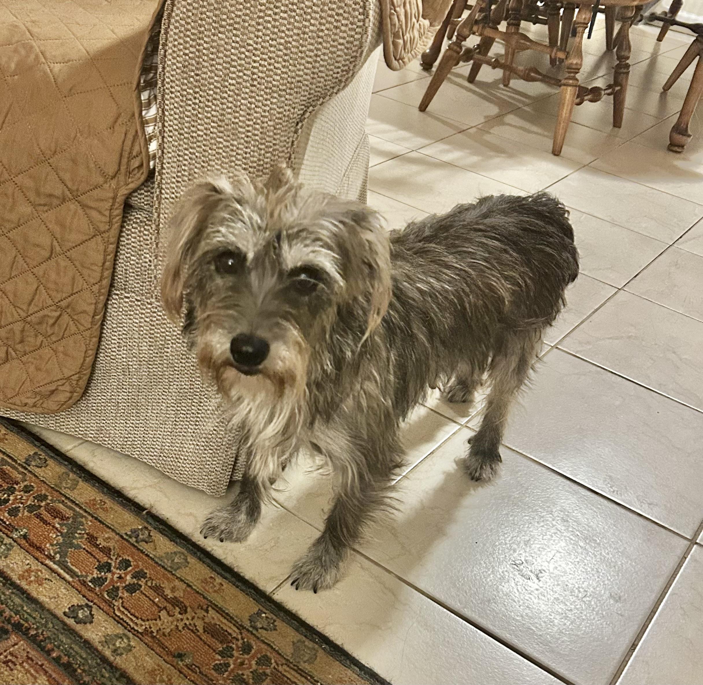 Sweet Gentle Nana , ADOPTABLE, Young Female Miniature Schnauzer & Schnauzer.