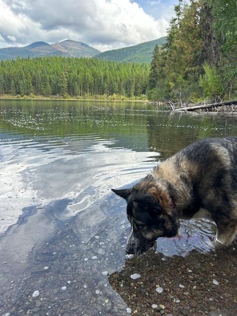 Sage, a Adopted mixed breed in Dodson, MT image 1/6