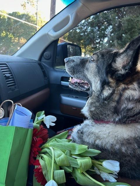 Sage, a Adopted mixed breed in Dodson, MT image 2/6