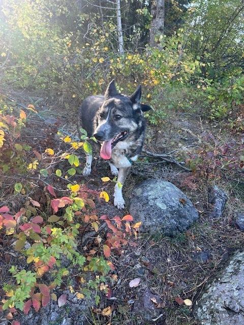 Sage, a Adopted mixed breed in Dodson, MT image 3/6